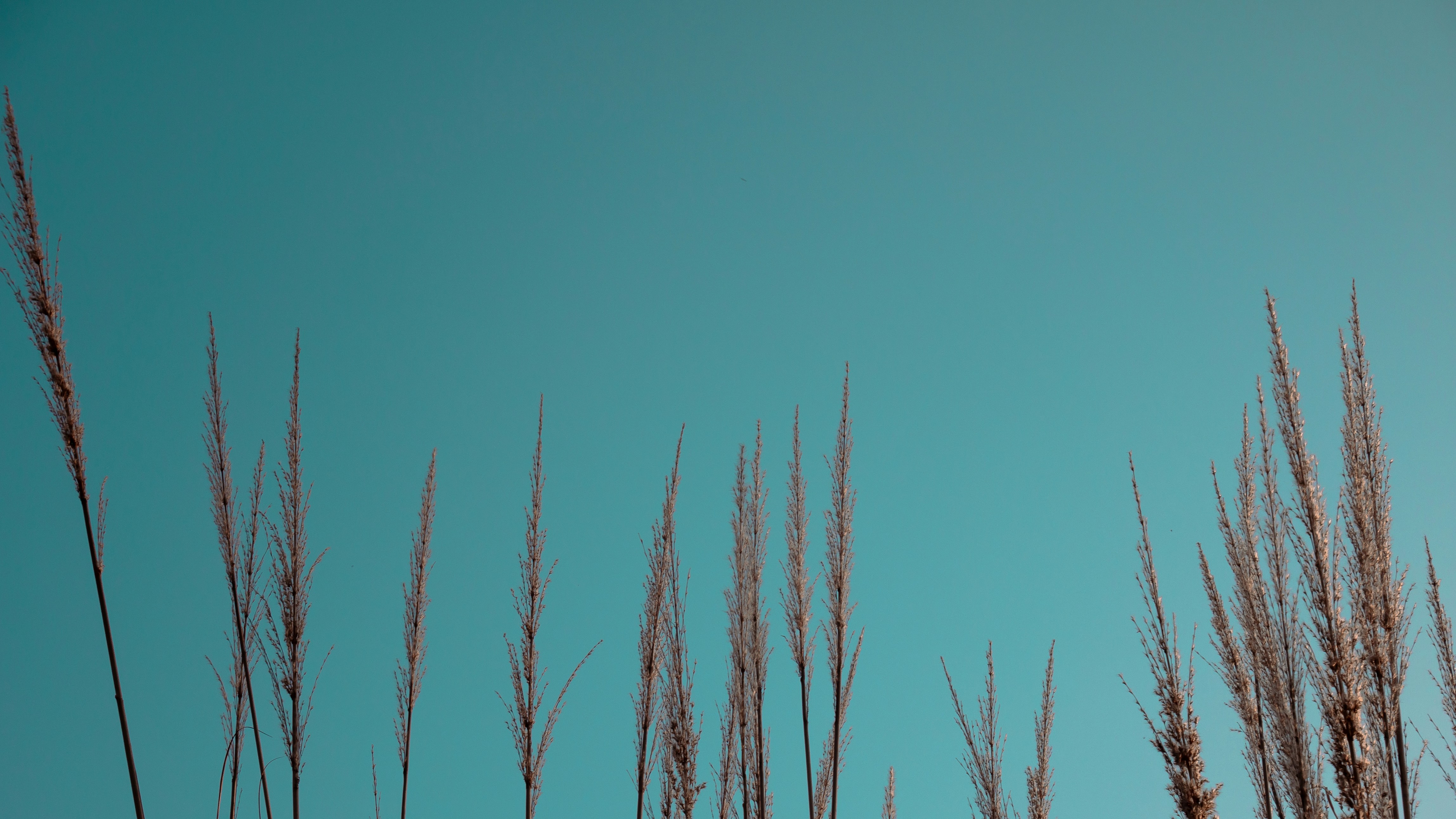 Massage Therapy Session